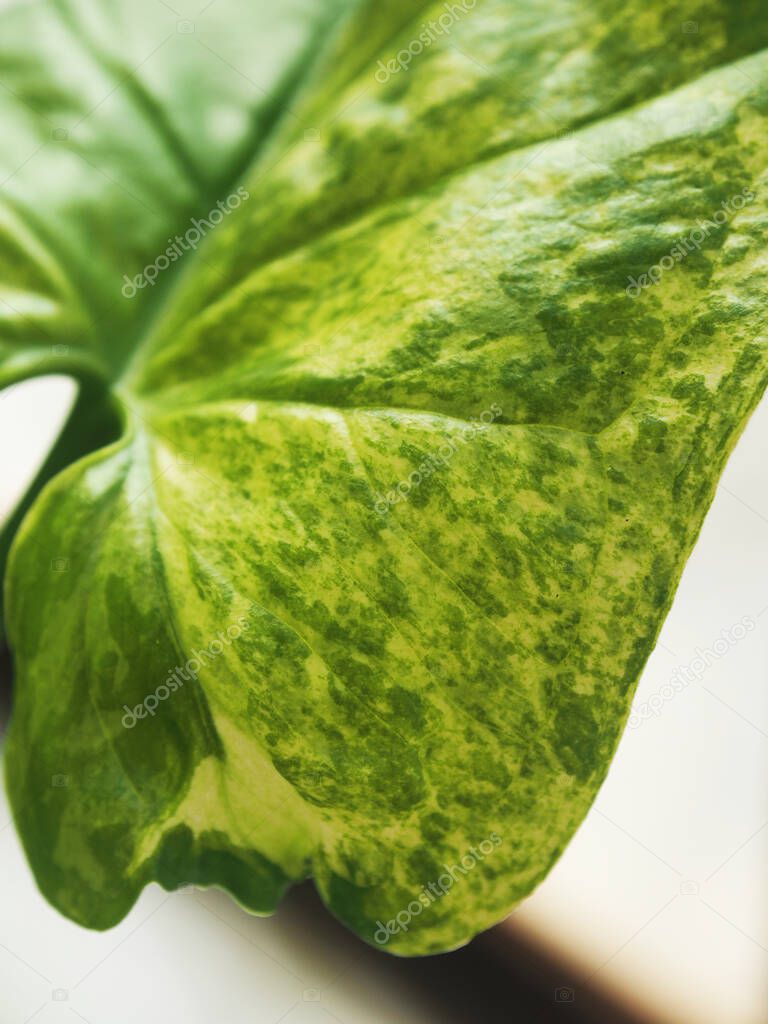 syngonium polophylum verigated Mojito style and texture on leafe