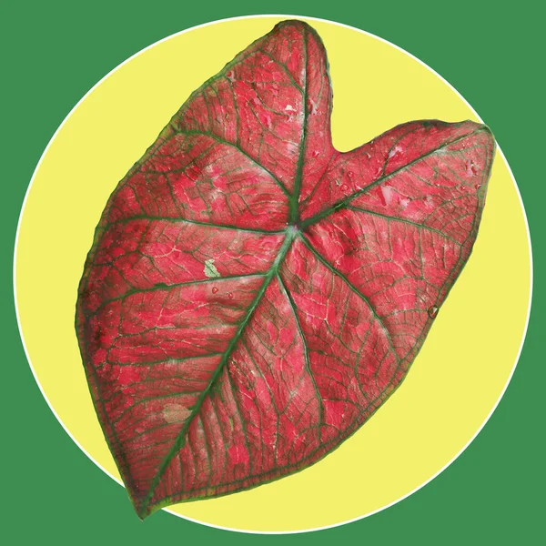 Caladium Bicolor Qeen Leafe Great Board Background Fundo Pastel — Fotografia de Stock
