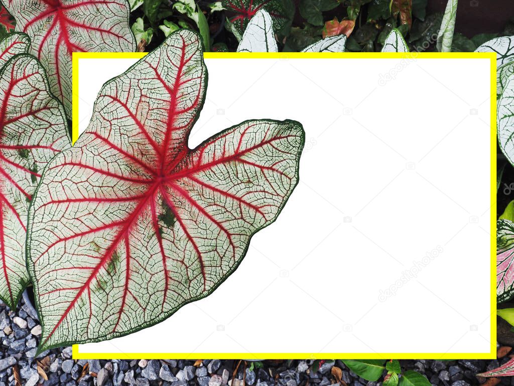 caladium bicolor qeen of leafe great on board background pastel background