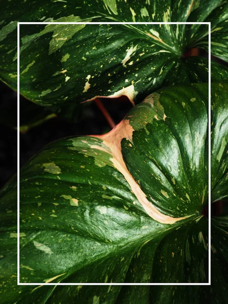 Homalomena Rubesen Pink Verigated Plant Sweet Green Background — Stok Foto