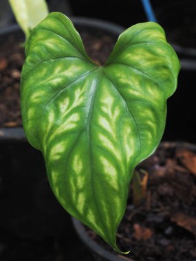 homalomena pembe köşeli arka plan 