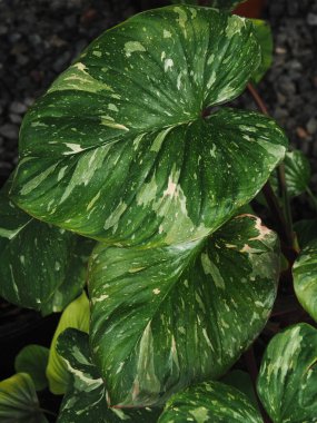homalomena rubesence pembe yeşil yapraklı, güzel ve güzel bir bitki. 