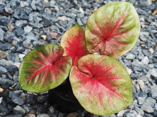 Caladium Bicolor Multi Farben Auf Blatt Qeen Von Blatt Süß — Stockfoto