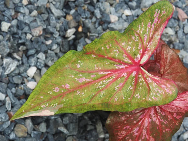 가용성 잎자루에 아름다운 색조를 — 스톡 사진