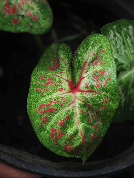 가용성 잎자루에 아름다운 색조를 — 스톡 사진