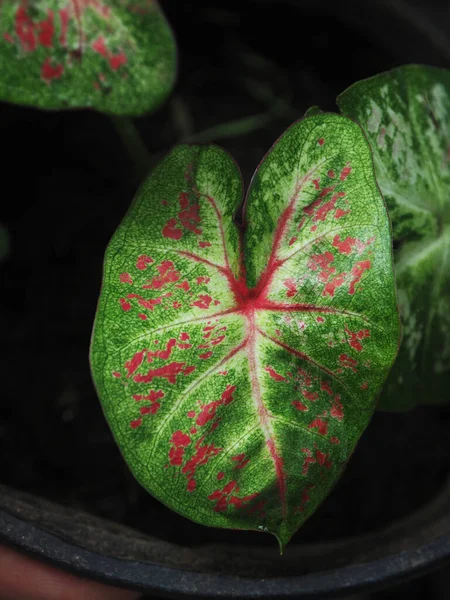 Caladium Bicolor Multi Cores Folha Qeen Folha Doce Muito Beleza — Fotografia de Stock