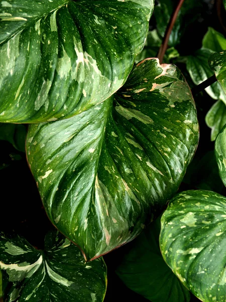 Homalomena Rubesence Pink Verigated Splash Green Leafe Beautyful Nice Plant — Stock Photo, Image