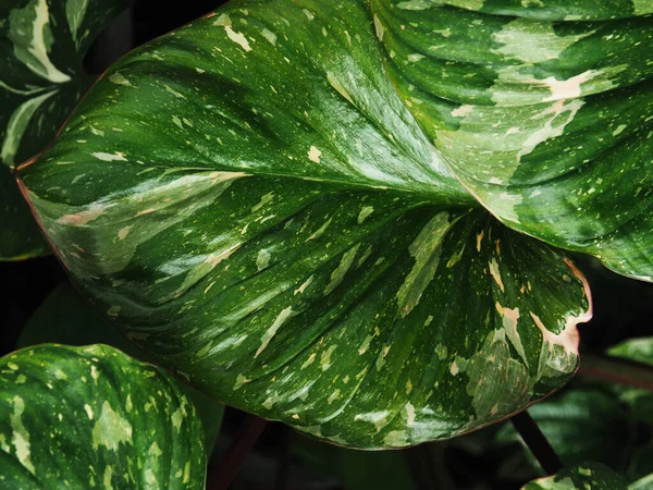 Homalomena Rubesence Pembe Yeşil Yapraklı Güzel Güzel Bir Bitki — Stok fotoğraf