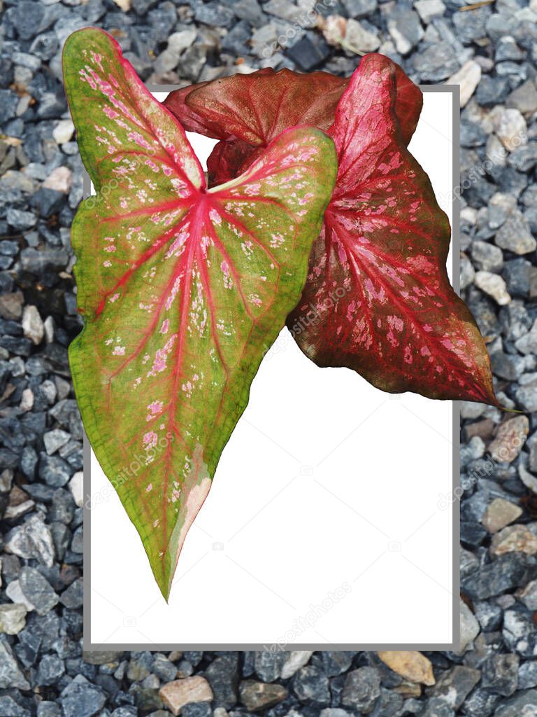 caladium biclolor board for background and multi color on same plant leafe 