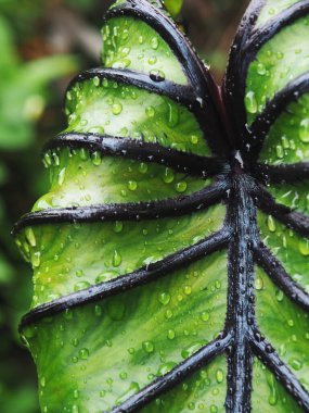 colocasia Pharoah's mask green leafe with black roll line 