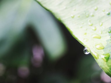 çeşitli yaprak bitkileri ve yağmur damlaları makro yakın çekim fotoğraf 