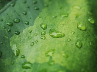 variegated leafe plant and rain drop macro close up photo  clipart
