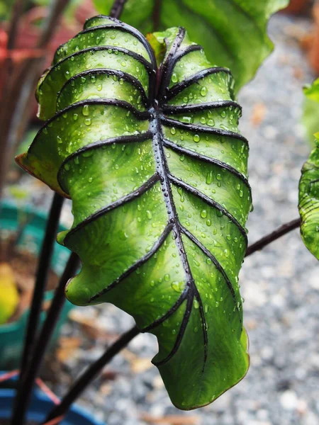 Colocasia Pharoah Mask Green Leafe Black Roll Line — 스톡 사진
