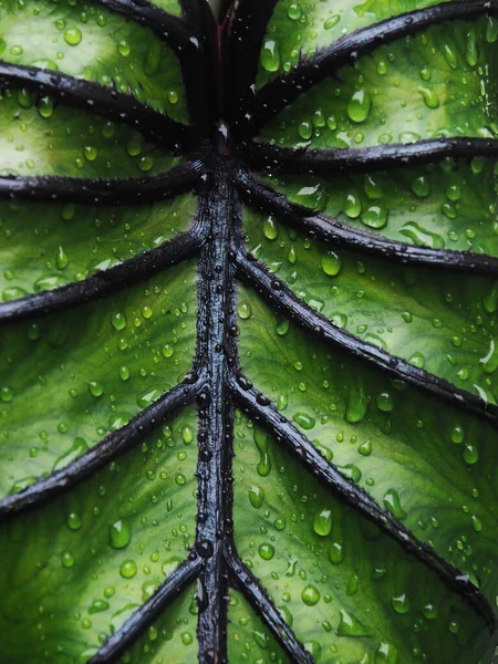 Colocasia Pharoah Mask Green Leafe Black Roll Line — ストック写真