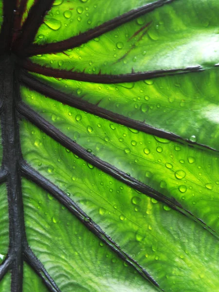 Colocasia Pharoah Masker Groen Blad Met Zwarte Roll Line — Stockfoto