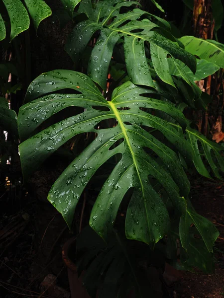 Groene Reus Monstera Plant Refesh Lucht Binnenshuis — Stockfoto