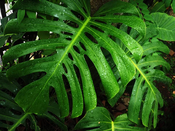 Groene Reus Monstera Plant Refesh Lucht Binnenshuis — Stockfoto