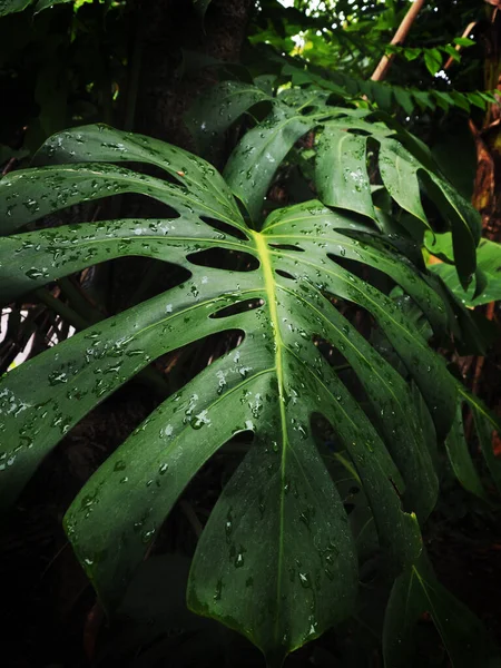 Green Giant Monstera Plant Refesh Air Indoor — Photo