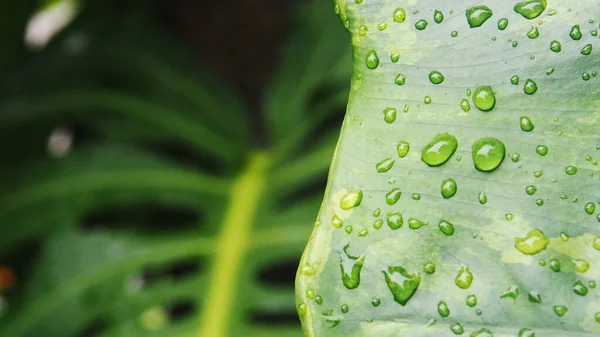 葉植物と降雨量の変化マクロを閉じる写真 — ストック写真