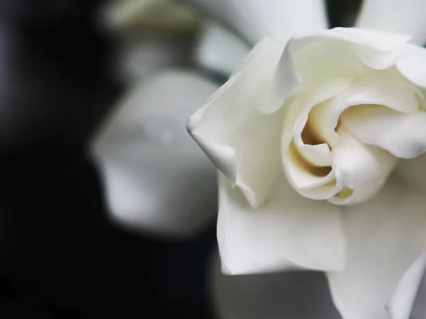 gardenia white and sweet flower