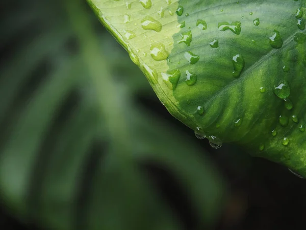 Variegated Leafe Plant Rain Drop Macro Close Photo Stok Foto