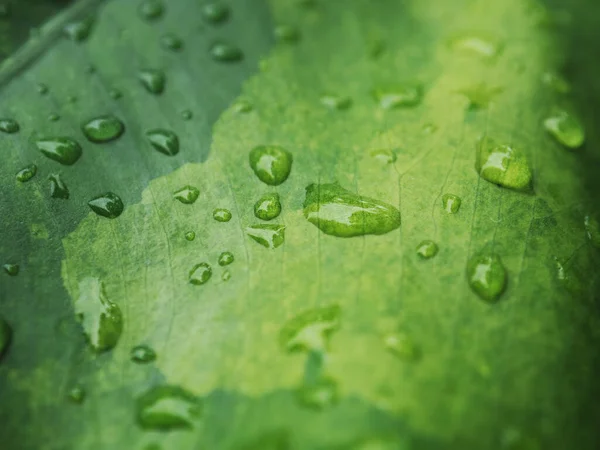 Variegated Leafe Plant Rain Drop Macro Close Photo Stok Lukisan  