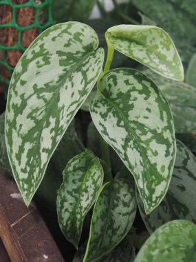 çok çeşitli bitkiler ve yapraklar ev ofisinin bahçesini ya da dükkanını süslüyor. 