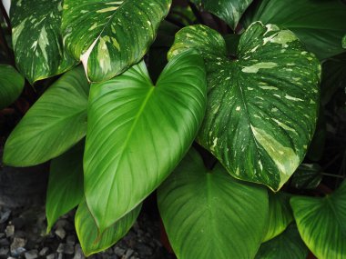 çok çeşitli bitkiler ve yapraklar ev ofisinin bahçesini ya da dükkanını süslüyor. 