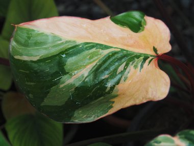 çok çeşitli bitkiler ve yapraklar ev ofisinin bahçesini ya da dükkanını süslüyor. 
