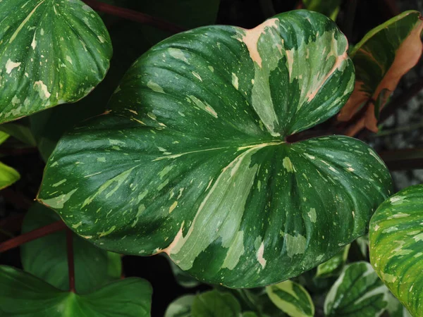 Bueatyful Varigated Plants Leafe Ofr Decorate Home Office Garden Shop — Stockfoto