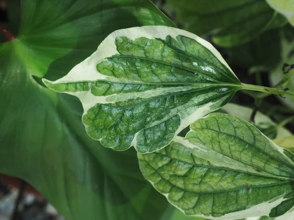Çok Çeşitli Bitkiler Yapraklar Ofisinin Bahçesini Dükkanını Süslüyor — Stok fotoğraf