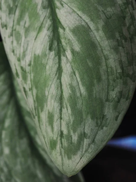 Bueatyful Varigated Plants Leafe Ofr Decorate Home Office Garden Shop — ストック写真