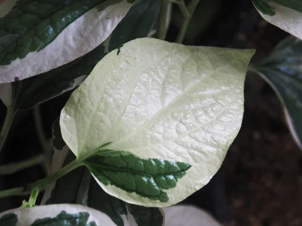 Çok Çeşitli Bitkiler Yapraklar Ofisinin Bahçesini Dükkanını Süslüyor — Stok fotoğraf