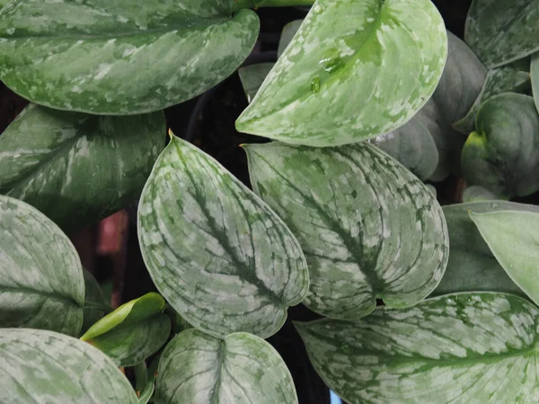 Bueatyful Varigated Plants Leafe Ofr Decorate Home Office Garden Shop — 스톡 사진