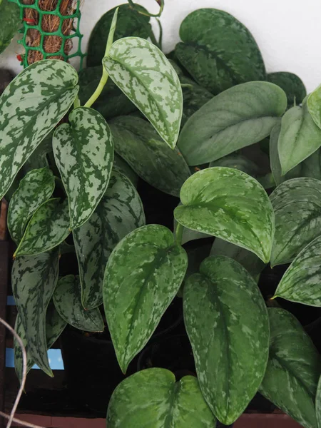 Bueatyful Varigated Plants Leafe Ofr Decorate Home Office Garden Shop — Stockfoto