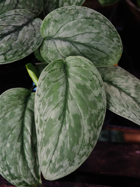 Bueatyful Berbagai Tanaman Dan Leafe Ofr Dekorasi Kebun Kantor Atau — Stok Foto