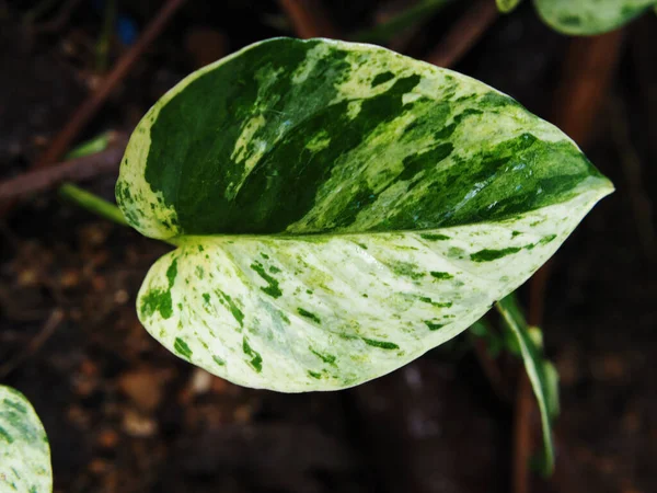 Verigated Pflanzen Blatt Bueaty Für Dekoration Und Garten — Stockfoto