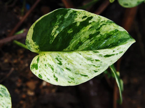 Verigated Plants Leafe Bueaty Decorate Garden — Φωτογραφία Αρχείου