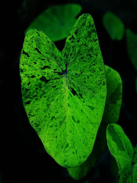 Verigated Plantas Bueaty Folha Para Decorar Jardim — Fotografia de Stock