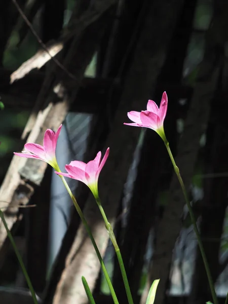 Rain Lily Boomming Shiny Sunlight Sweet Freshy Day — Foto de Stock