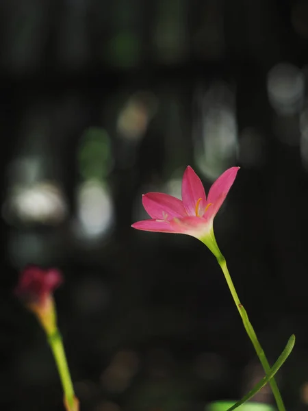 Rain Lily Boomming Shiny Sunlight Sweet Freshy Day — Foto de Stock