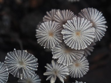 mush room spore light and thin nature mushroom 