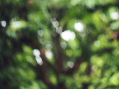 Bokeh bulanık arka plan kalp yeşili 