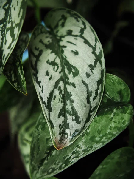 Cercestis Mirabillis Plantas Com Textura Verde Branca Folha — Fotografia de Stock