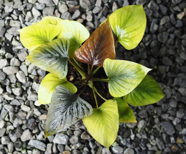 Homalomena Black Green Leafes Good Smell Aroma Plants — Stock Photo, Image