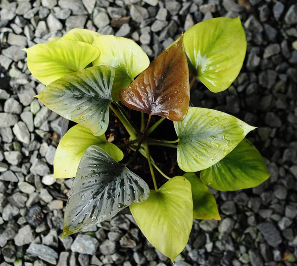 Daken Zwart Groen Bladeren Goede Geur Aroma Planten — Stockfoto