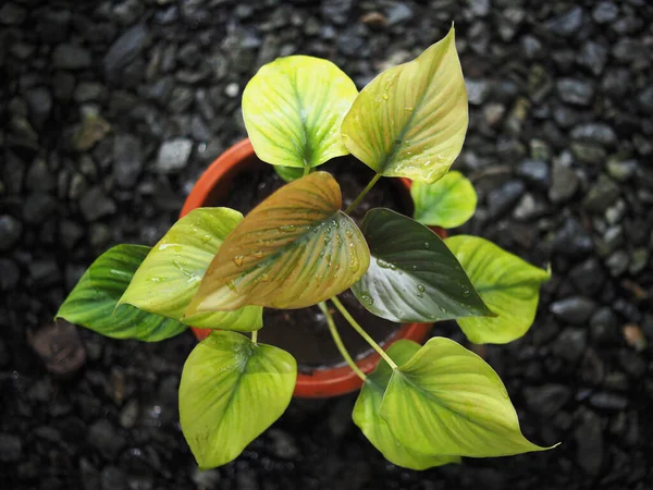Homalomena Siyah Yeşil Yapraklar Güzel Koku Aroma Bitkileri — Stok fotoğraf