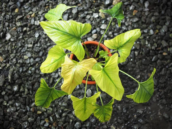 Ομονομια Μαυρα Και Πράσινα Φύλλα Καλή Μυρωδιά Και Αρωματικά Φυτά — Φωτογραφία Αρχείου