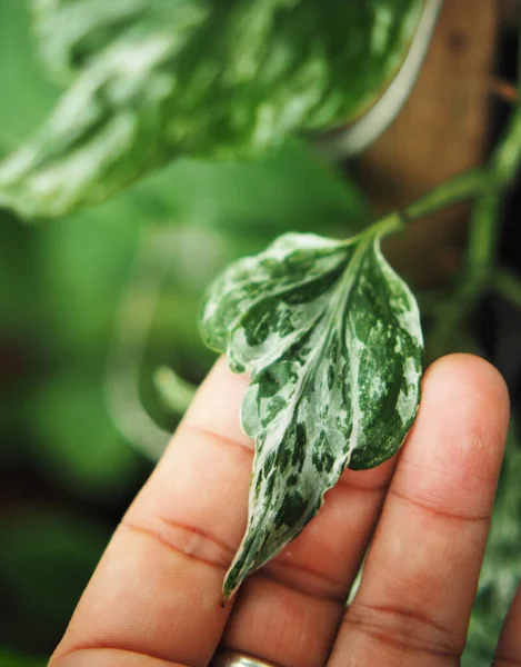 Φυτά Πυρόλυση Και Λευκόχρυσο Λευκόχρυσο Πράσινη Λεφ — Φωτογραφία Αρχείου