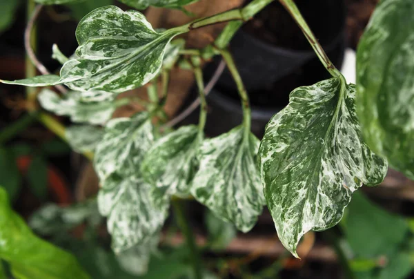 Plantes Souveraines Feuillus Blanc Vif Sur Feuillage Vert — Photo